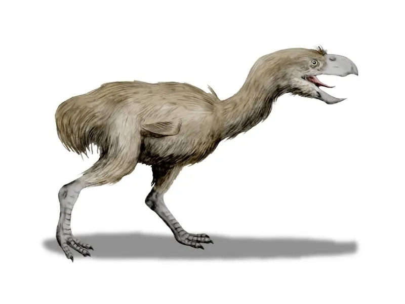 Paraphysornis brasiliensis, terror bird drawing