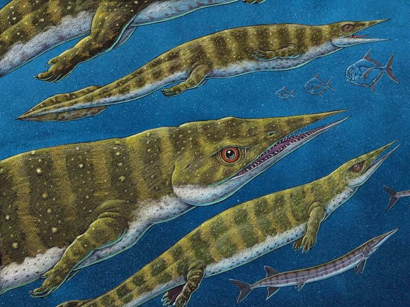 215-Million-Year-Old, Sharp-Nosed Sea Creature Was Among the Last of Its  Kind | Science| Smithsonian Magazine
