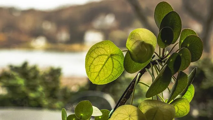 A plant with a blurry background