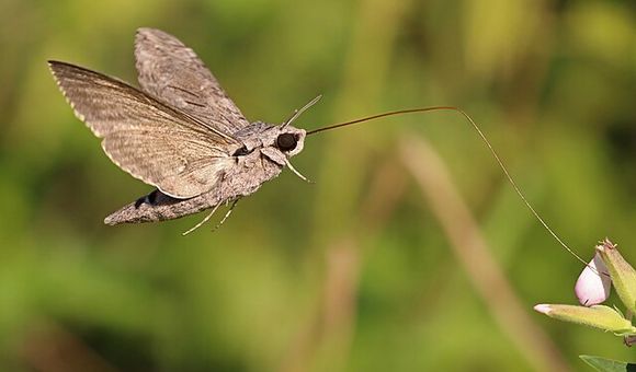 Convolvulus hawk-moth - Free to use - Charles J. Sharp.jpg