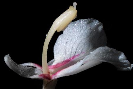 Jonathan Singer's Botanica Magnifica has earned a spot in the National Museum of Natural History's rare book room.