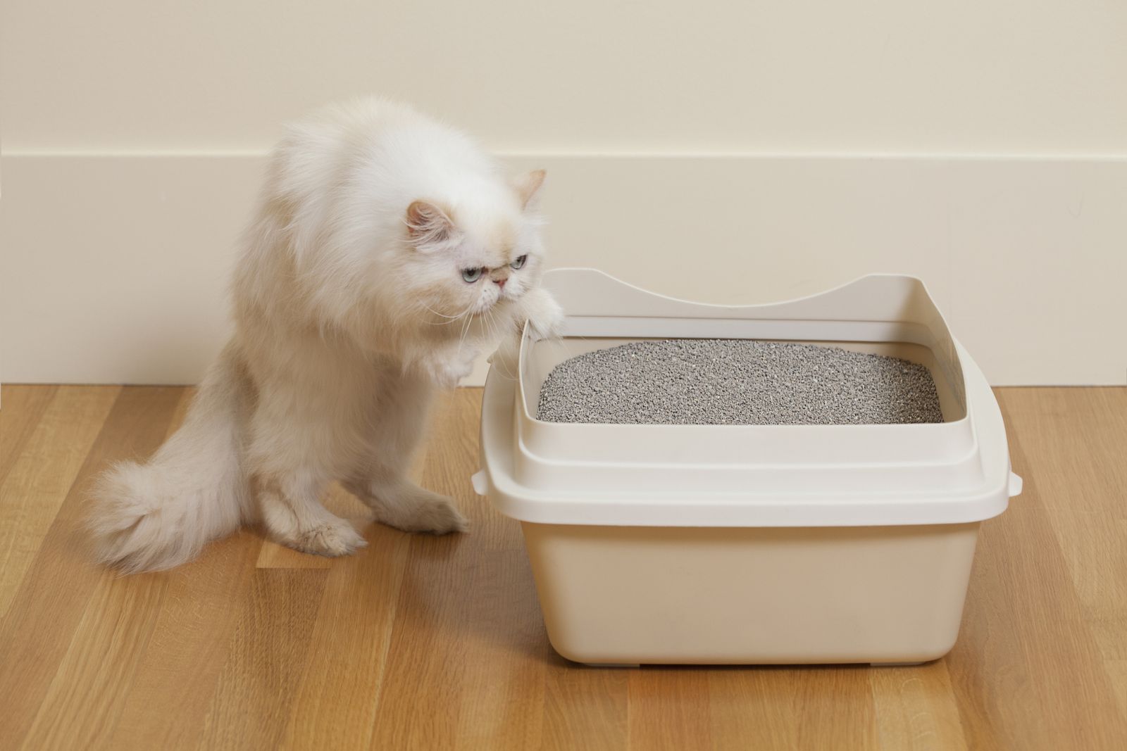 Minerals Used in Kitty Litter Could Help Fight Climate Change