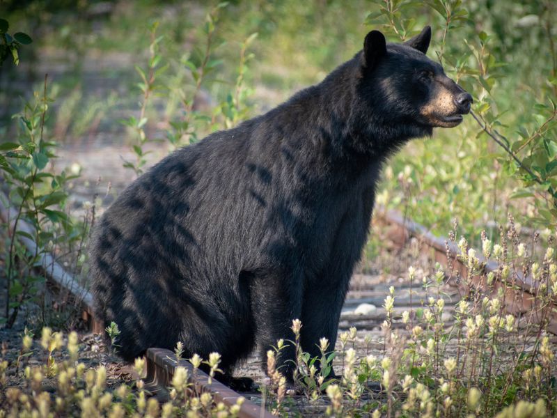 A Black Bear In Anchorage. 