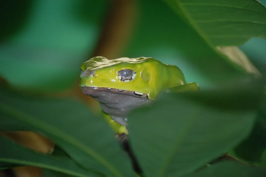 Little green frog trying to hide amongst the green leaves., Smithsonian  Photo Contest