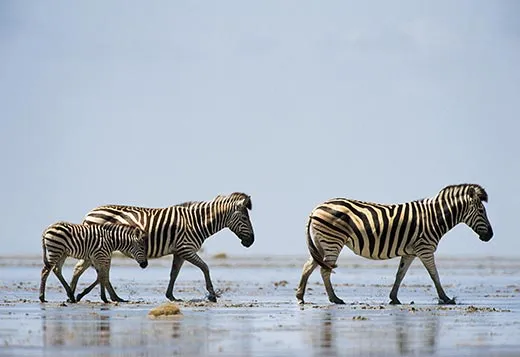 Nothing Can Stop the Zebra | Science| Smithsonian Magazine
