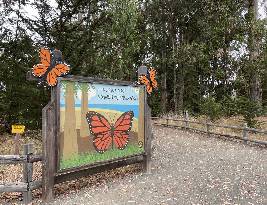 Sign with monarch butterflies on it that says Pismo State Beach Monarch Butterfly Grove