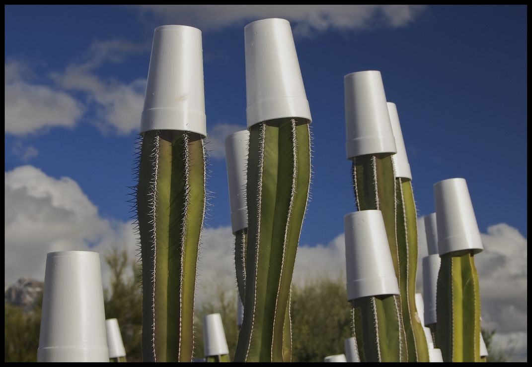 Styrofoam cups protect the growing points of a group of cacti from a