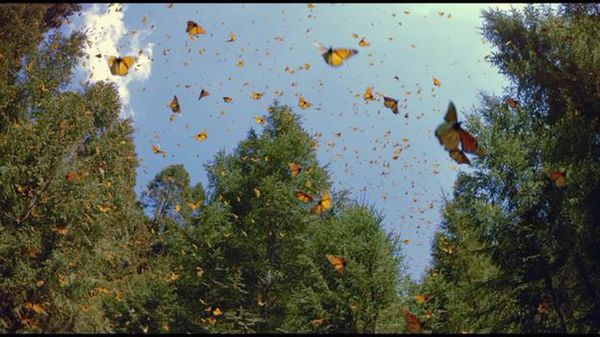 Preview thumbnail for Flight of the Butterflies Trailer