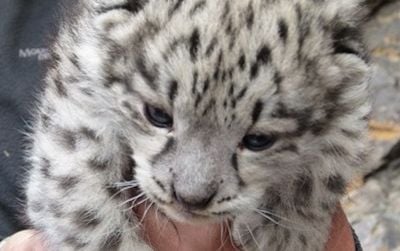One of the snow leopard cubs discovered in Mongolia’s Tost Mountains.