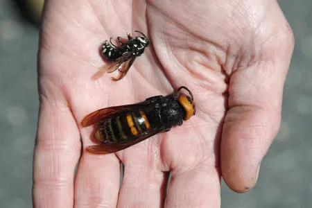 In Blaine, Washington, after the 2020 appearance of the two-inch long invasive species Vespa mandarinia&nbsp;(above: Washington State entomologist Chris Looney holds a native bald-faced hornet to compare it with the huge size of the invader), scientists worked to eradicate it.