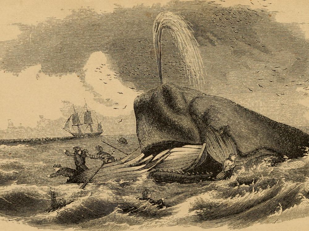 Image of a whale attack from a book