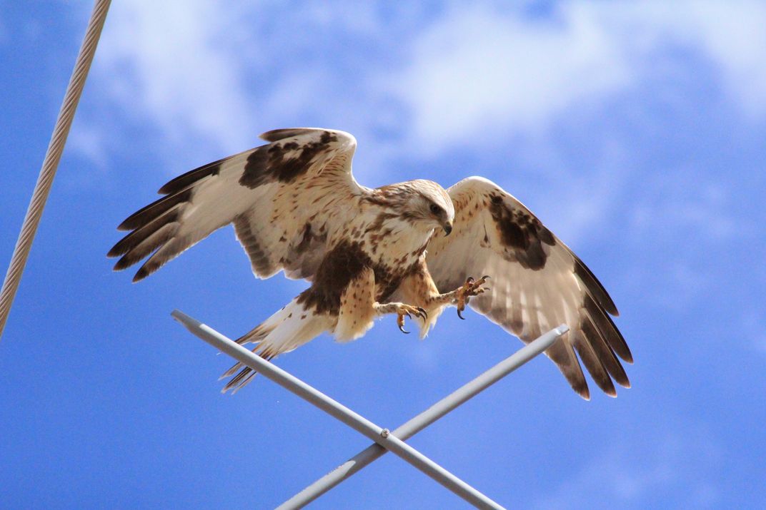 A rough-legged hawk adapts to encroaching human presence. | Smithsonian ...