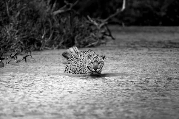 Silent Crossing thumbnail