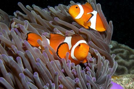 Anemonefish, also known as clownfish, are born androgynous and can shift from male to female in one lifetime.