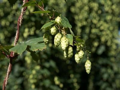 Hops give beer its bitter taste and aroma.