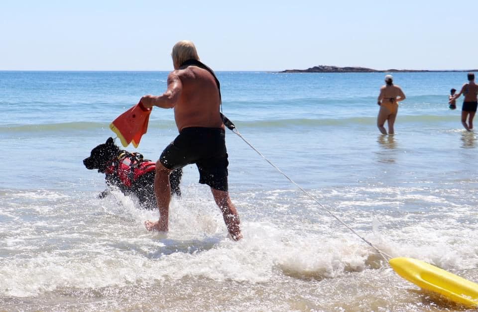 Newfoundland dog wearing red life jacket and lifeguard running into the water