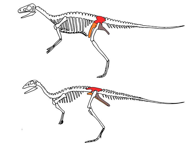 Dino Hips
