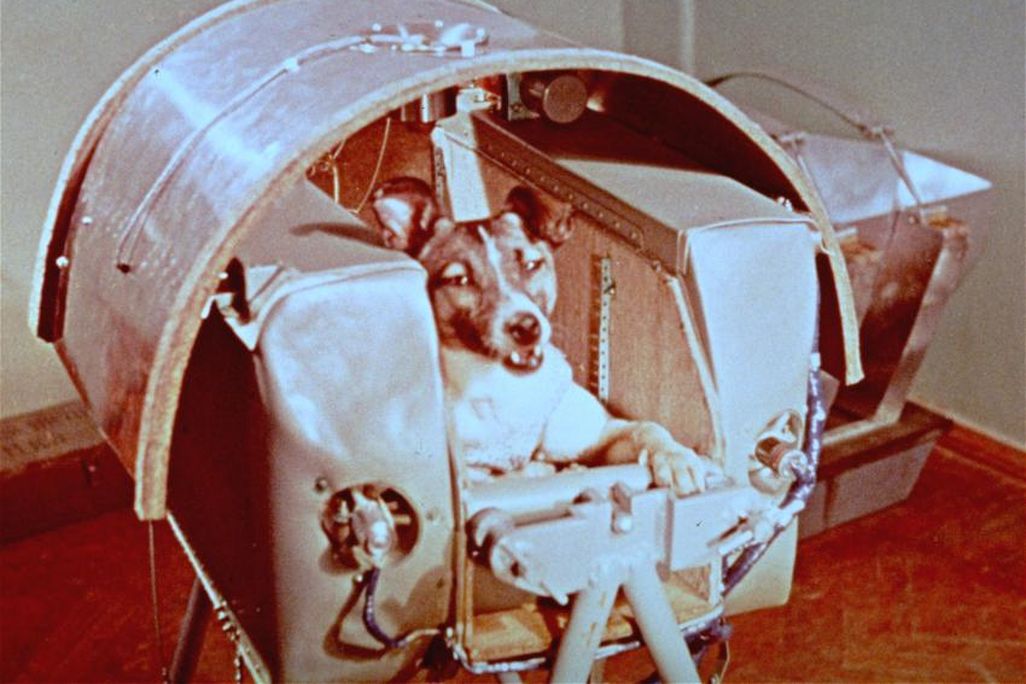 Laika.jpg