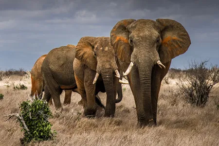 Savannah elephants walk through tall grass in Tsavo, a region in south-eastern Kenya. Trouble often begins when elephants stray from&nbsp;a protected area&nbsp;into human-dominated landscapes.