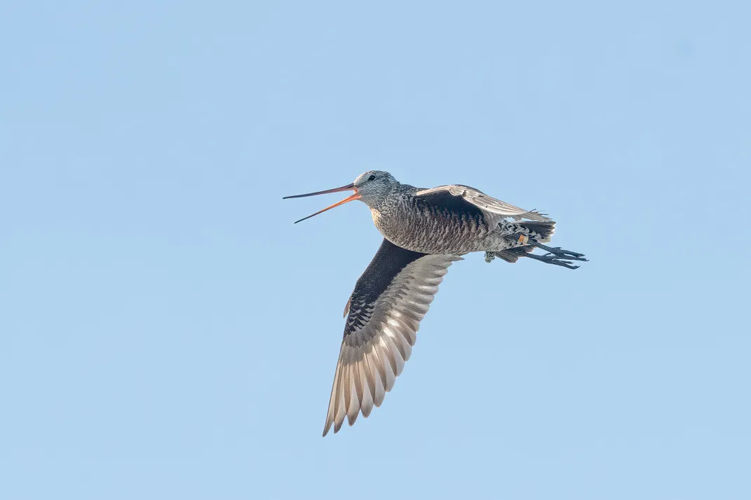 A Hudsonian godwit cries out in flight over the bog