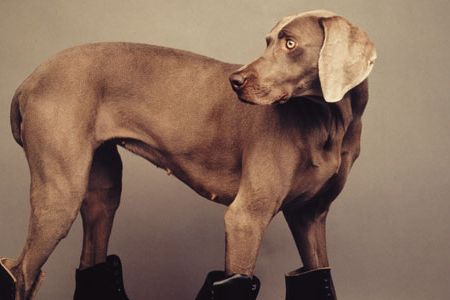 Roller Rover is a definitive example of the work that has made William Wegman one of the world's most widely known conceptual artists.