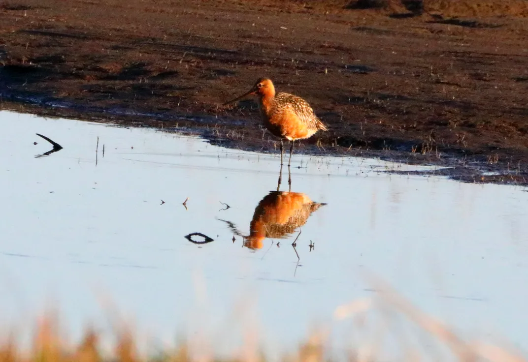 Bar-tailed godwit