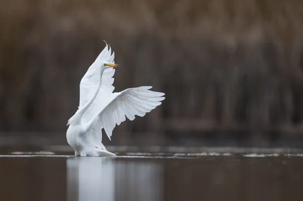 Beautiful ballerina (Great egret) thumbnail