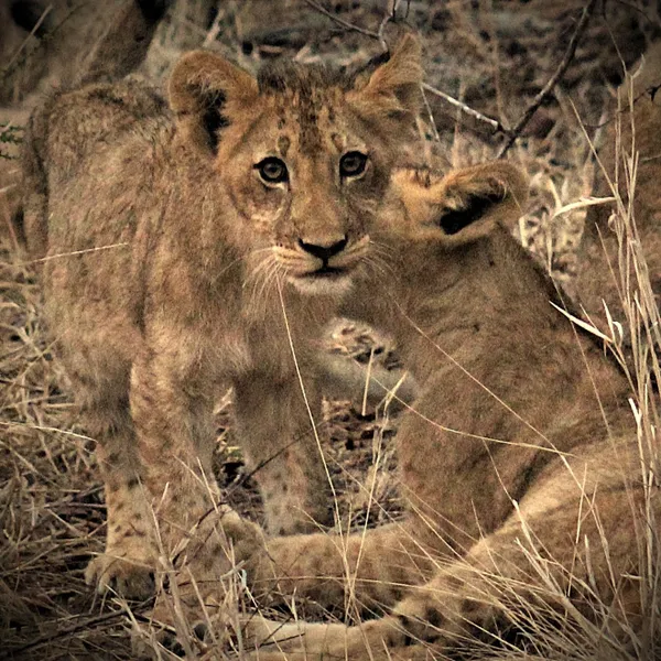 Curious Cub thumbnail