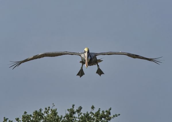 Landing Pelican thumbnail