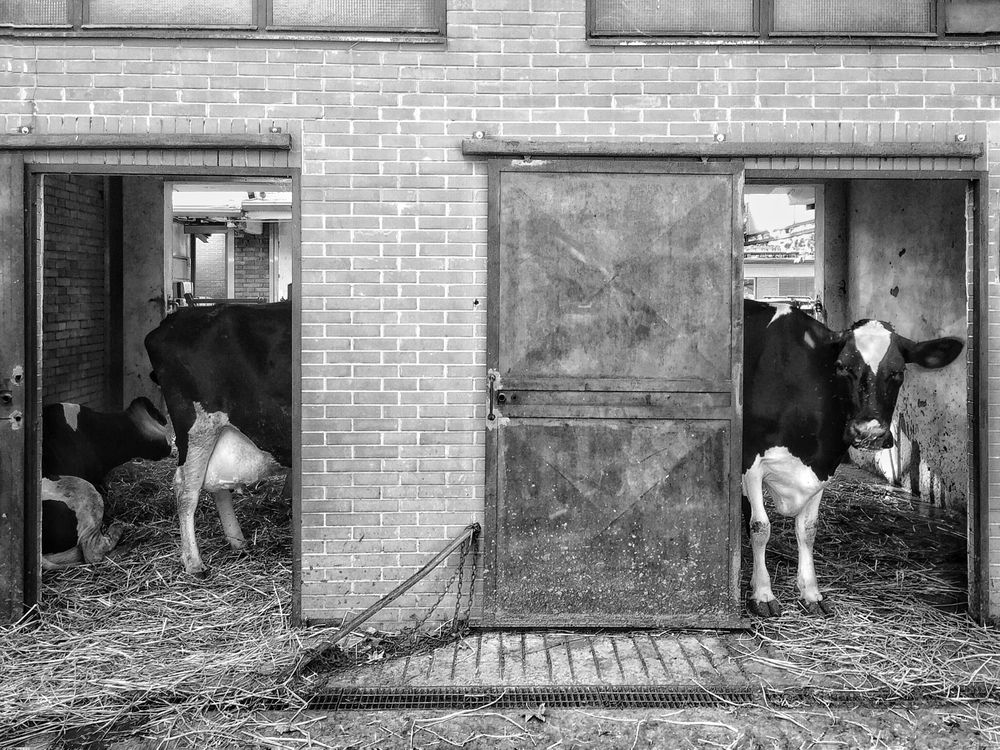 Long Cow | Smithsonian Photo Contest | Smithsonian Magazine