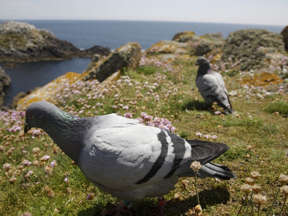 Wild Pigeon Species  : Marvels of Nature