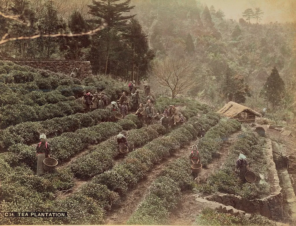 A hand-colored print of workers at a tea plantation in Japan in the late 19th century