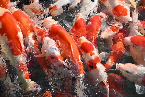 A Procession of Red thumbnail