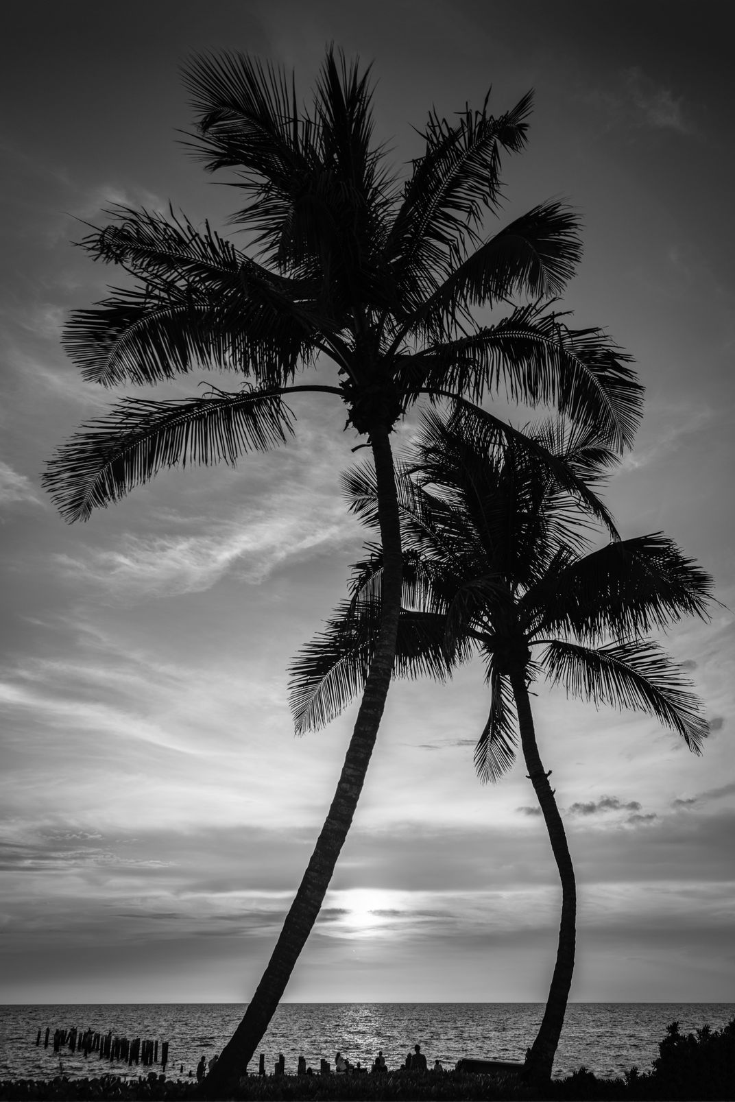 Giant Palms | Smithsonian Photo Contest | Smithsonian Magazine