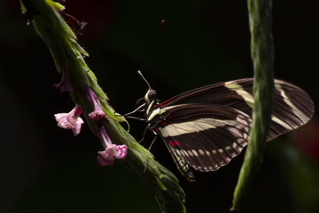 Heliconius charithonia
