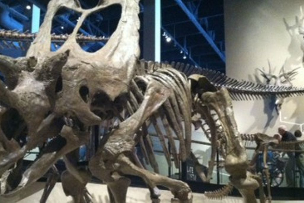 Utahceratops
