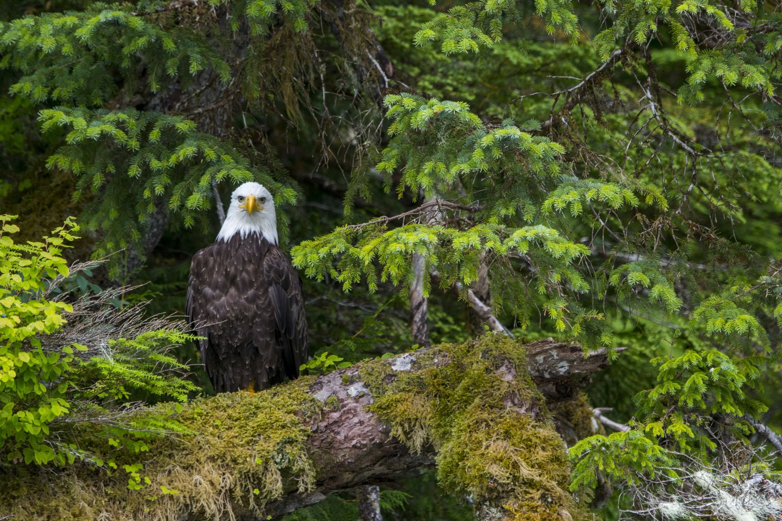 U.S. Restores Protections for Alaska’s Tongass National Forest