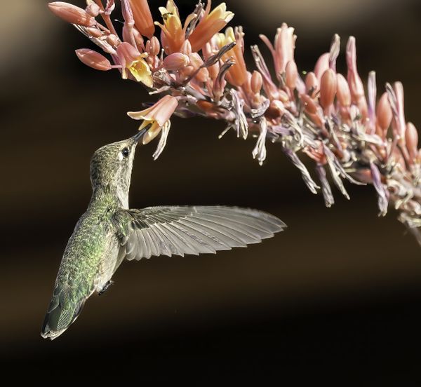 Feeding Hummingbird thumbnail