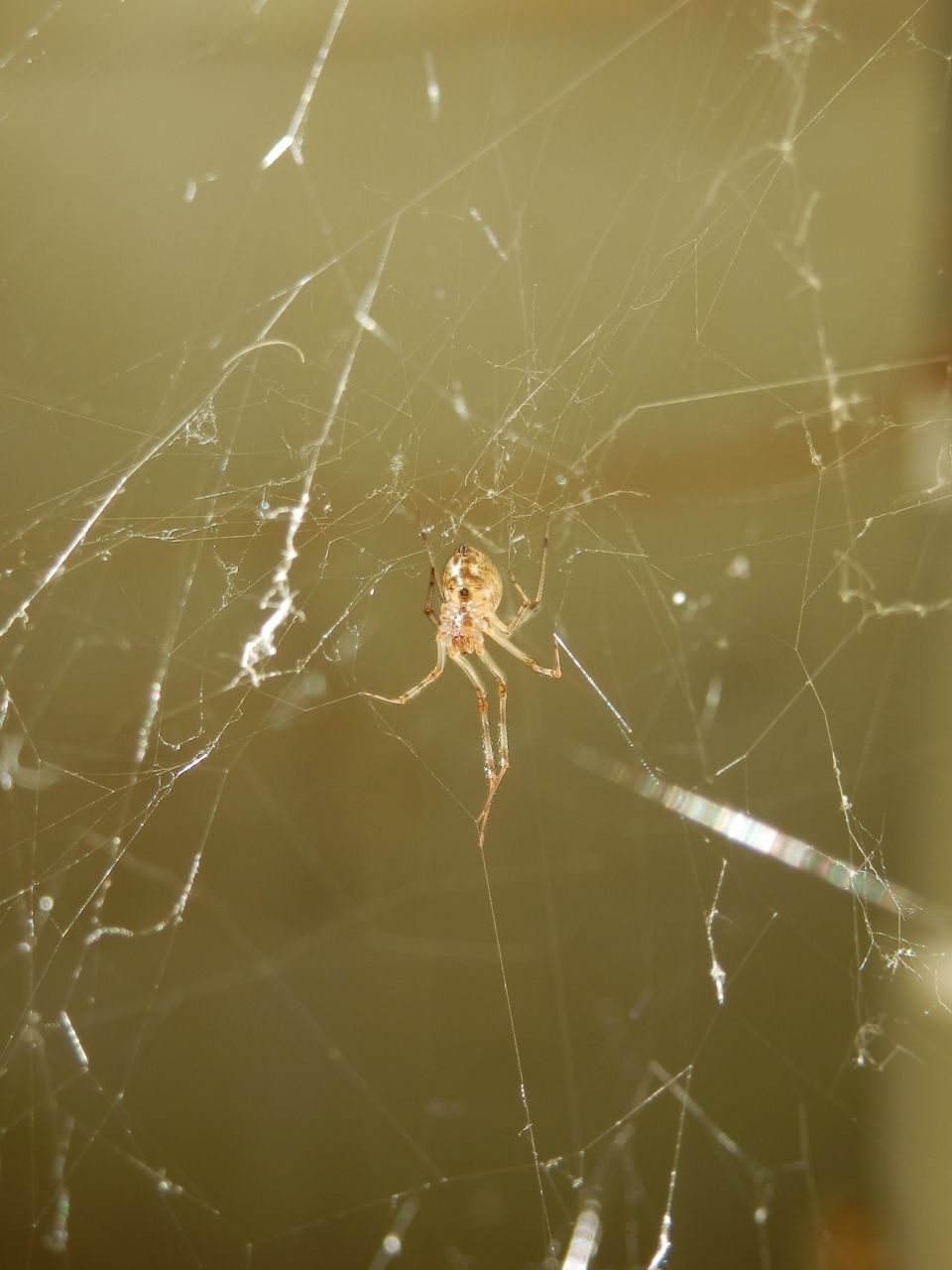 Spider spinning her web | Smithsonian Photo Contest | Smithsonian Magazine