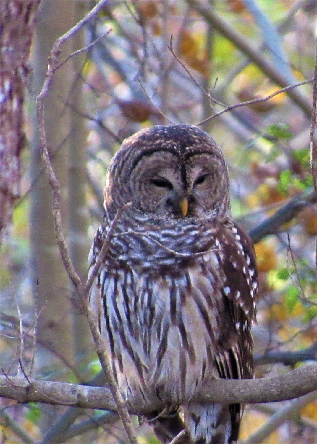 Back Yard Owl | Smithsonian Photo Contest | Smithsonian Magazine