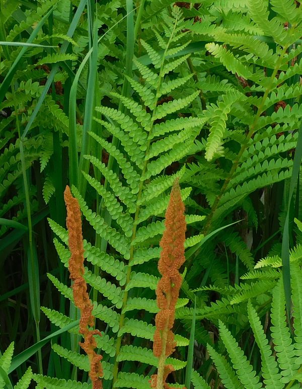 Cinnamon Ferns thumbnail