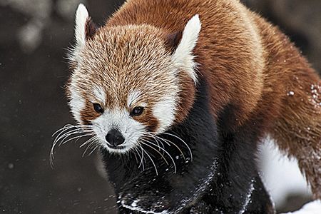 Red pandas receive state-of-the-art care at the Conservation Biology Institute.