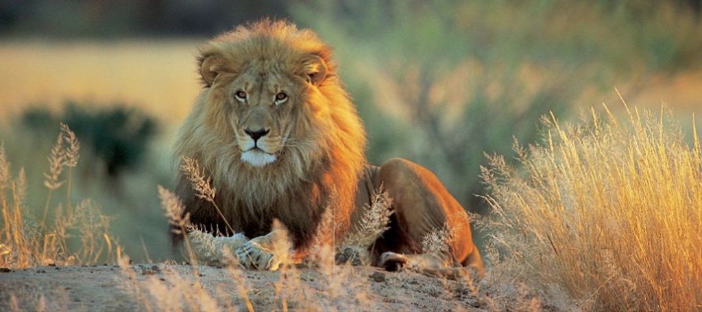 lion