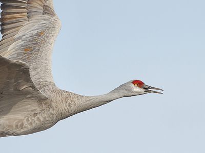 Sandhill Cranes