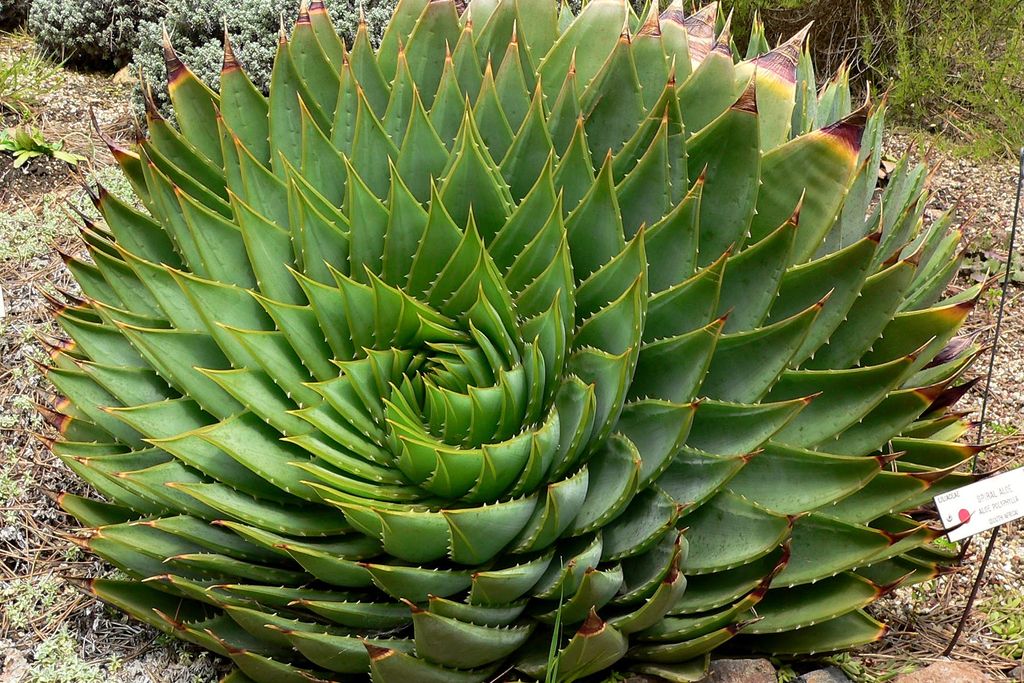 Aloe Spirals