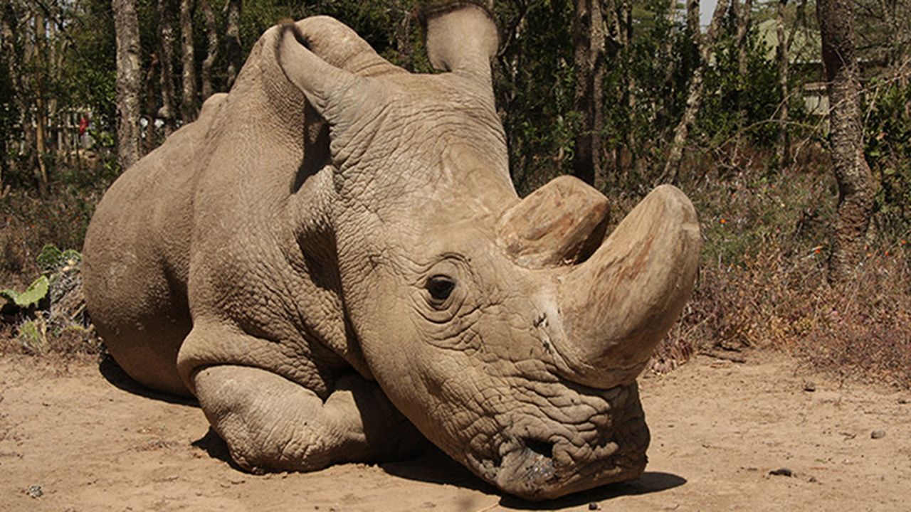 The World's Last Male Northern White Rhino Dies
