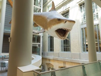 A female megalodon model, based on a set of teeth discovered in the Bone Valley Formation in Florida, hangs in The Smithsonian National Museum of Natural History.