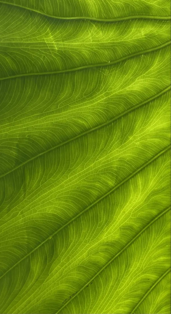 Colocasia leaf thumbnail