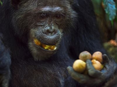 35-year old male chimp Frodo enjoying Mbula fruit he collected in Gombe National Park, Tanzania