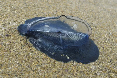 Also known as by-the-wind sailors, the free-floating Velella velella are coating California beaches once again.